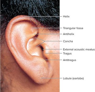 Anatomy of the auricle (pinna)