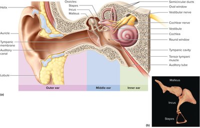 Internal anatomy of the ear