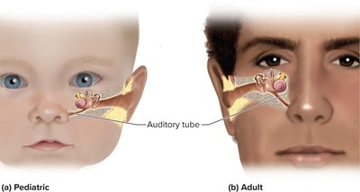 Auditory tube in infant and adult