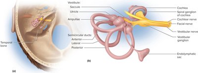 Anatomy of the membranous labyrinth