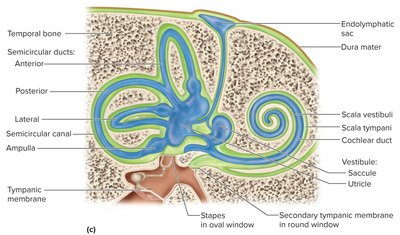 Membranous labyrinth structure