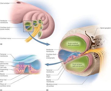 Anatomy of the cochlea