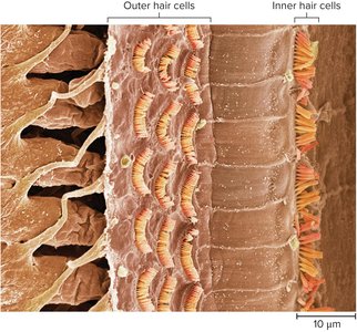 Apical surfaces of cochlear hair cells