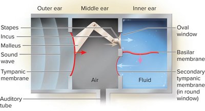 Mechanical model of hearing