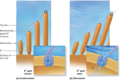 Potassium channels of cochlear hair cells