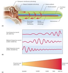 Frequency response of basilar membrane