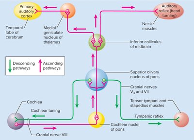 Auditory pathways in the brain