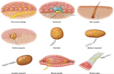 Types of general sense receptors