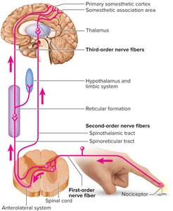 Somatosensory projection pathway
