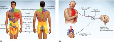 Referred pain and neural convergence