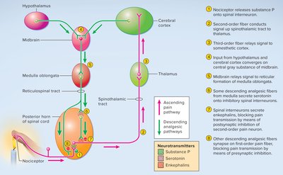 Spinal gating of pain signals