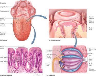 Structure of taste buds and papillae