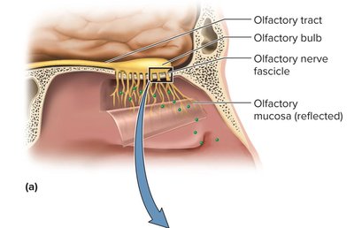 Olfactory mucosa and nerve fascicles