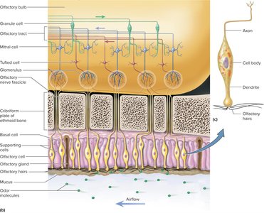 Olfactory cell structure and glomeruli