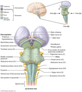 Anatomy & Physiology Study Guide: Central Nervous System | Notes