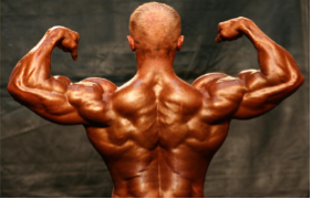 Bodybuilder showing skeletal muscle structure