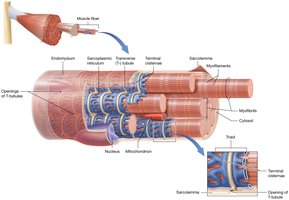 Close-up of triad structure in muscle fiber