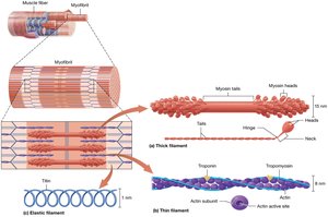 Thick filament structure