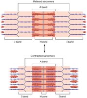 Sarcomere structure and Z-disc