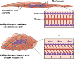 Smooth muscle cell structure and contraction