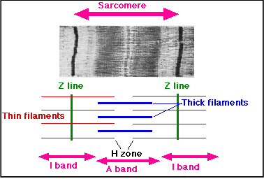 Sarcomere contraction and band changes