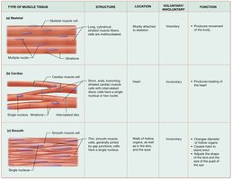 Table comparing muscle tissue types (cardiac highlighted)
