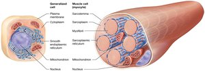 Comparison of generalized cell and muscle cell structure
