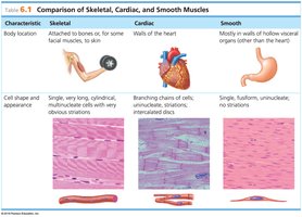 Comparison of Skeletal, Cardiac, and Smooth Muscles