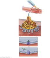 Events at the neuromuscular junction