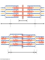 Diagrammatic views of a sarcomere