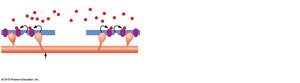 Schematic representation of contraction mechanism: the sliding filament theory