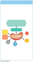Aerobic pathway for ATP regeneration