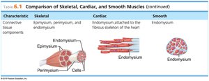 Comparison of Skeletal, Cardiac, and Smooth Muscles (continued)