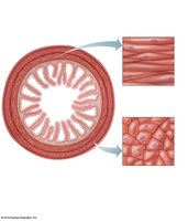 Arrangement of smooth muscle cells