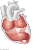 Arrangement of cardiac muscle cells