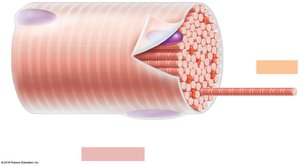 Anatomy of a skeletal muscle fiber (cell)