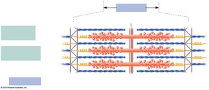 Sarcomere structure