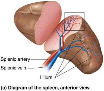 Diagram of the spleen, anterior view
