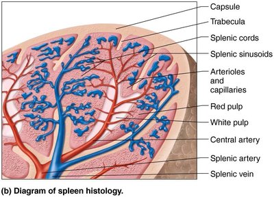Diagram of spleen histology