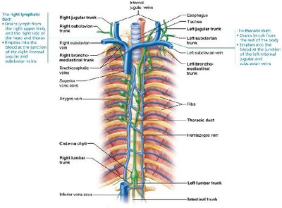 Major lymphatic trunks and ducts