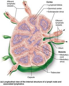 Longitudinal view of the internal structure of a lymph node and associated lymphatics