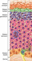 Diagram of epidermal layers