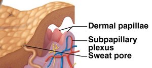 Dermal papillae and associated structures