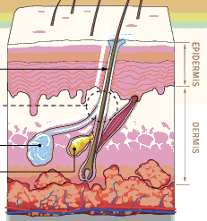 Apocrine sweat gland structure