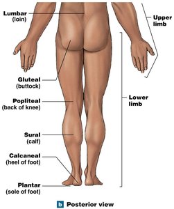 Posterior anatomical landmarks (lower body)