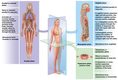 Sectional planes: frontal, sagittal, transverse
