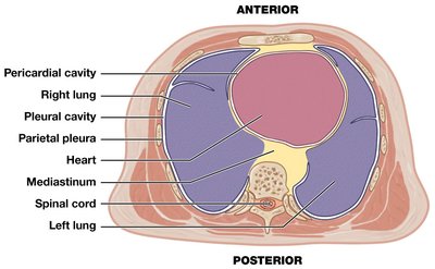 Transverse section through thoracic cavity