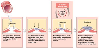 Positive feedback: blood clotting