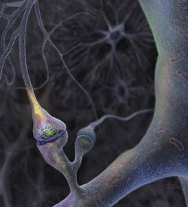 Artistic rendering of a synapse