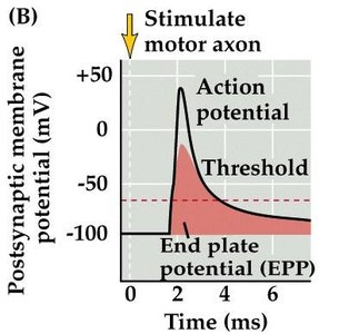 EPPs under normal conditions